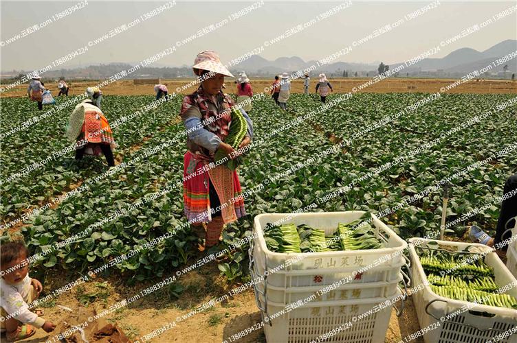 云南省砚山稼依蔬菜基地