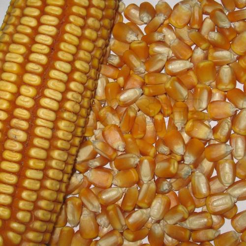 大田种植 优质高产玉米 安玉13 杂交玉米种子 优质精装 抗病 优质