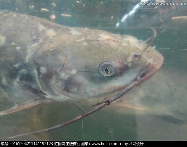 [正版商业] 胡子鱼