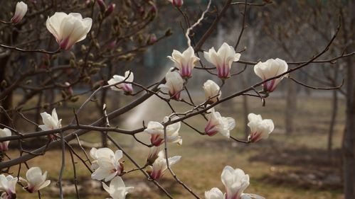 雕塑公园玉兰花