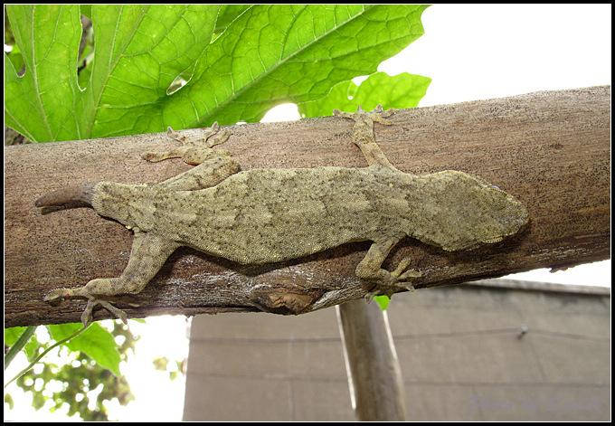 为什么壁虎的尾巴断了,断掉的尾巴还会动.