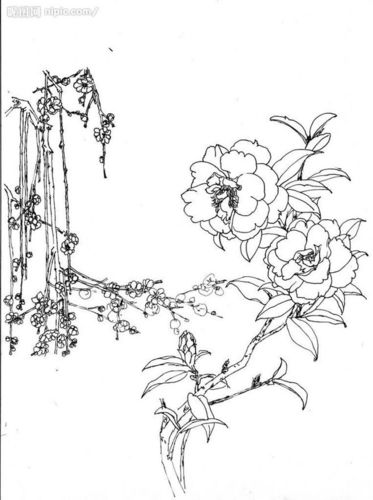 工笔白描——花卉:梅