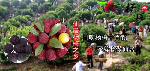 大量供应仙梅 浙江 仙居特产 道渊庄杨梅 乒乓大的杨梅