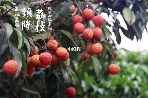 荔尽一生,枝喜欢你,镇隆荔枝_荔枝_吴淞江路与尹南路交叉口自由行热门