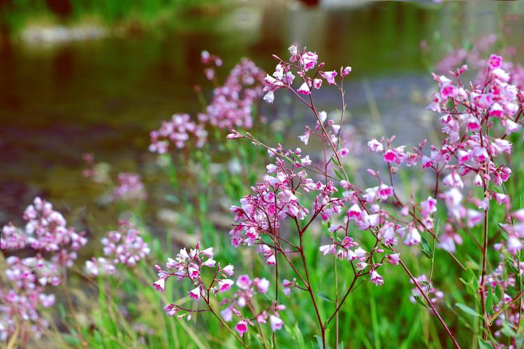 新疆库尔勒:罗布麻花开 许你一场粉色之约