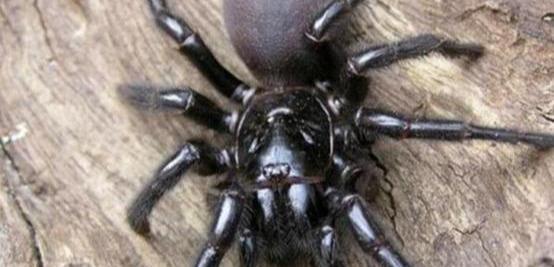 原创盘点地球十大剧毒生物!不敢惹!反正我一种没见过