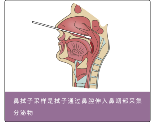 戳鼻子, 插喉咙, 捅菊花