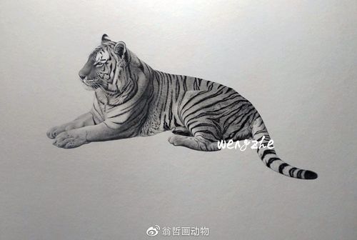 这几年画过的中国本土动物