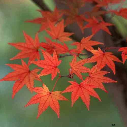 庭院风景树嫁接日本红枫树苗盆景四季红枫室内外植物