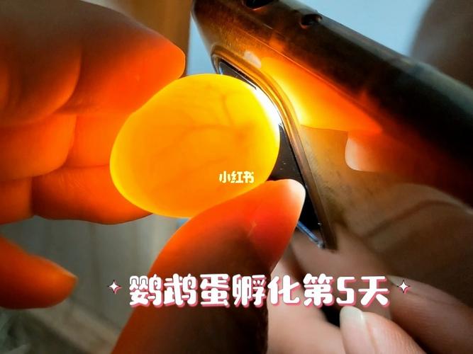玄凤鹦鹉蛋孵化第五天_鹦鹉_玄凤鹦鹉_宠物_宠物其他