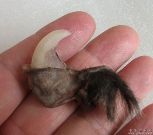 虎之爪:有肉,有筋,有毛;不议价!