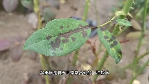 夏天月季黑斑病反反复复,那是因为你4个方面没做到位
