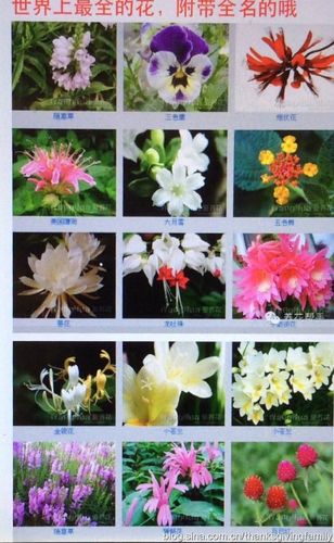 世界上最全的花,还有花名!(一)