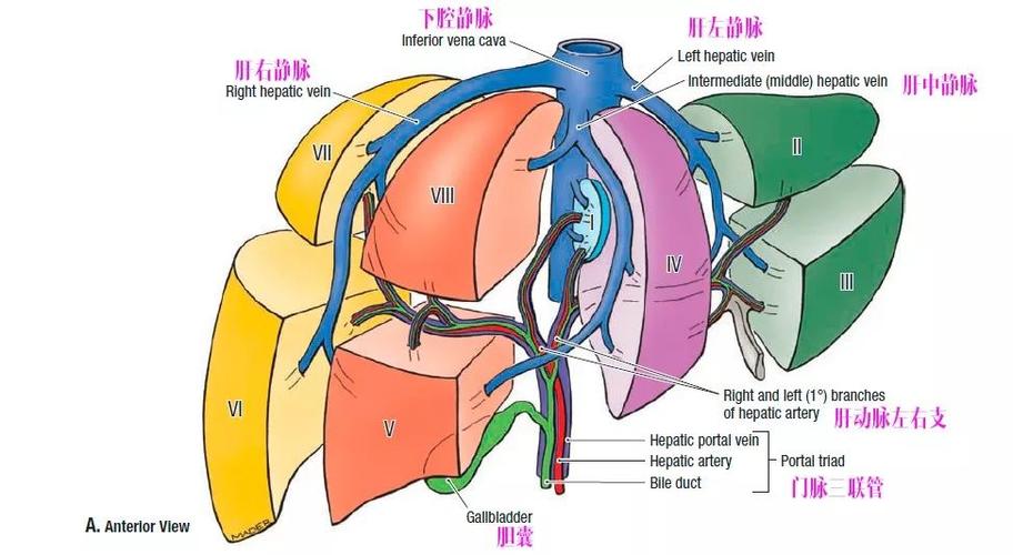 肝脏的血供淋巴与神经支配