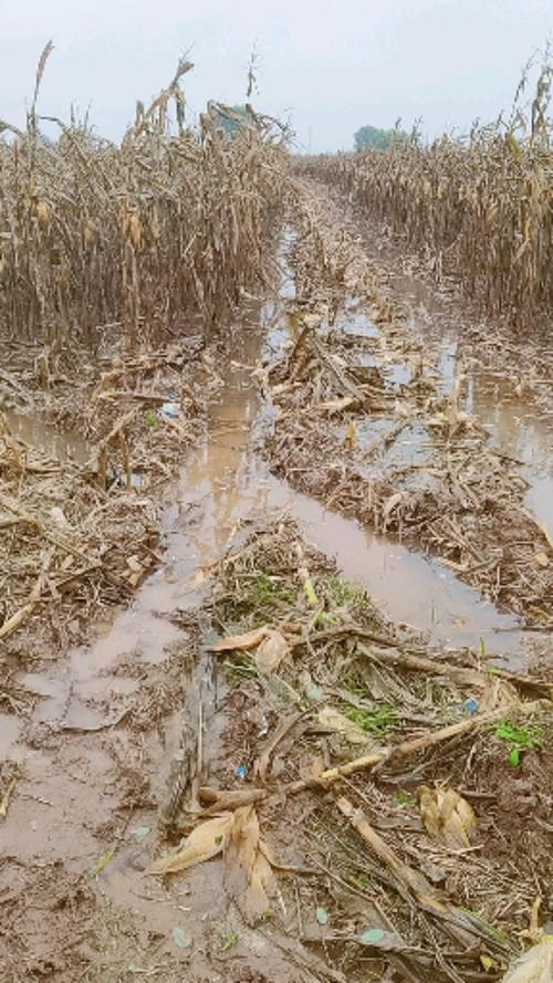 履带微型玉米收割机#河北水田收玉米!看这收玉米的环境!你们怎么想!