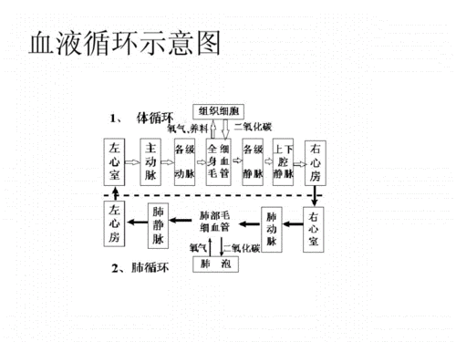 血液循环示意图.pdf 9页