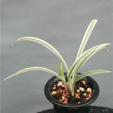 建兰 峨眉弦 2苗2芽0414