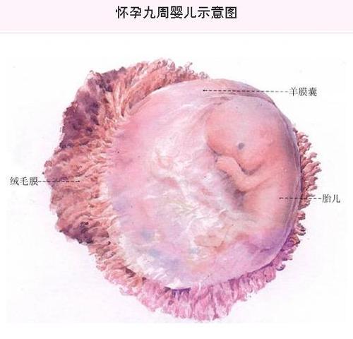 怀孕第九周