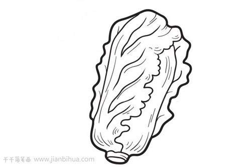白菜简笔画画法-儿童简笔画大全