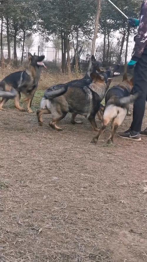 东德牧羊犬狼灰东德牧羊犬
