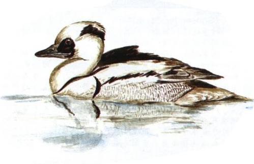 斑头秋沙鸭