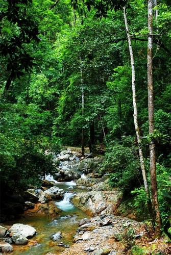 贵州长顺中华银杏王,尧人山原始森林