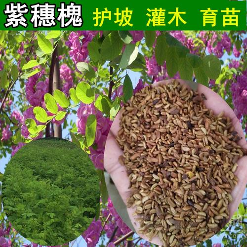 紫穗槐子 紫穗槐种子刺槐 护坡灌木种子马棘 紫穗槐种子 新产