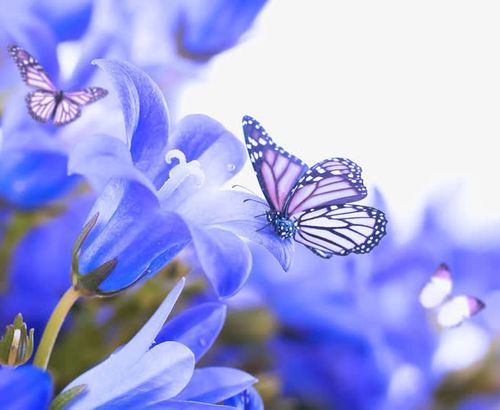 雅梦诗苑同填蝶恋花