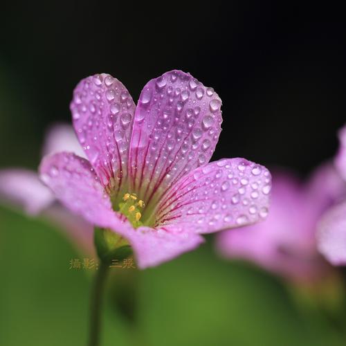 标题:那些不起眼却又实在漂亮的野花