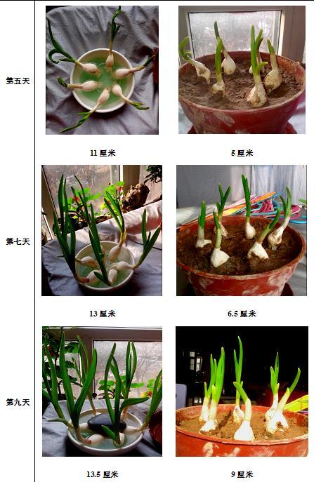 "大蒜的生长"探究报告