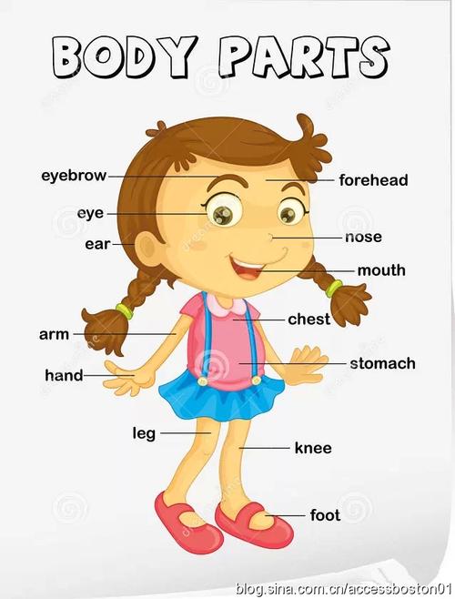 身体各部分英语词汇