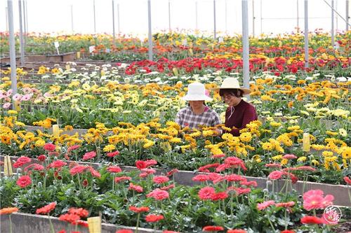 高原特色现代农业-云南鲜花产业-云南省农科院花卉所-非洲菊选育基地