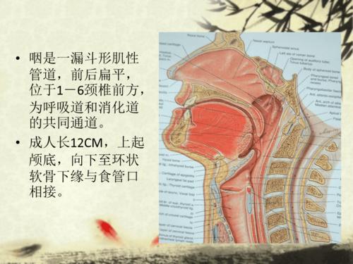 咽喉部正常解剖