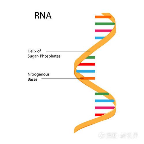 教育的生物学的 rna 结构关系图的图表