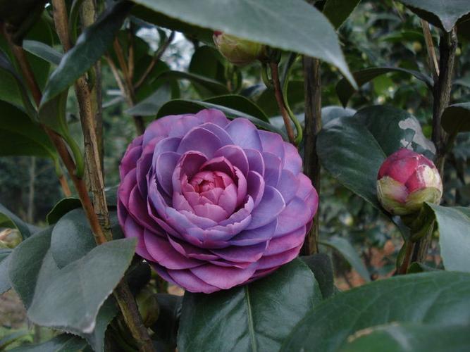 茶花- 雁飞墨行 - 雁飞