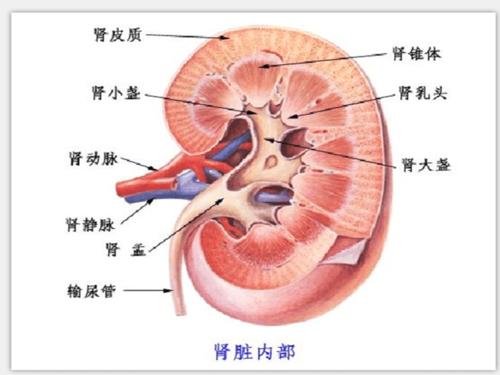 急性肾盂肾炎 .ppt