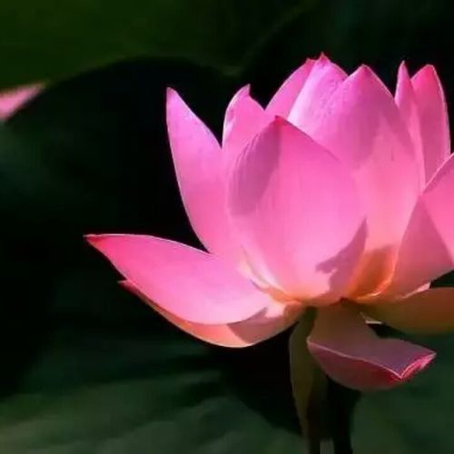 愿做菩萨那朵莲