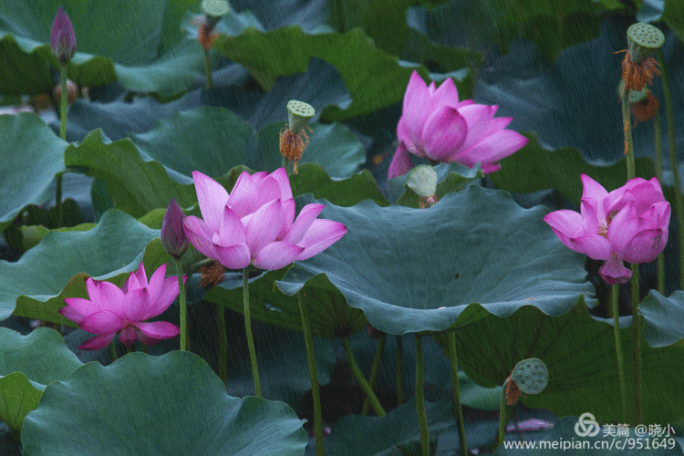 其它 创意雨荷 写美篇         荷花是安静的,荷花是灵动的,荷花是