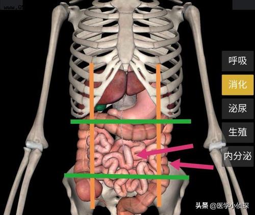 男性肚子左侧中部疼痛是什么原因?