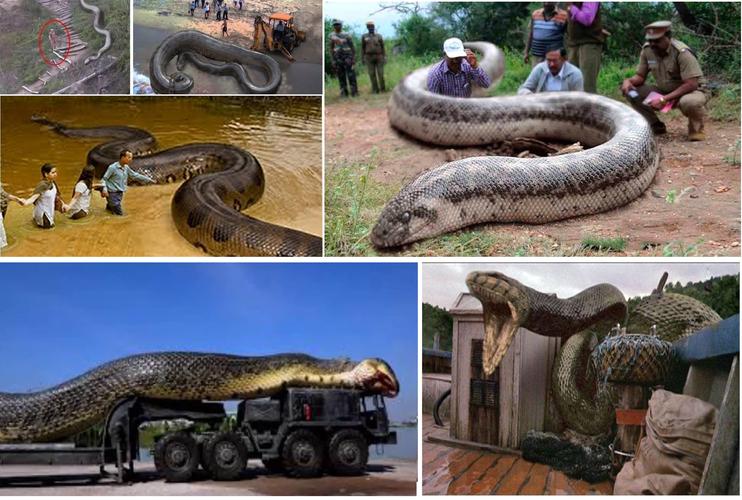 原创世界上最大蛇有多大?5800万年前高温孕育的大蛇,形成原因恐再现