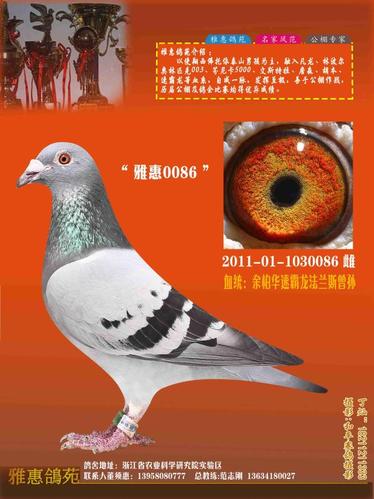 蓝羽精舍余柏华速霸龙