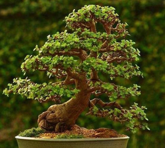 盆景 盆栽 植物 640_576