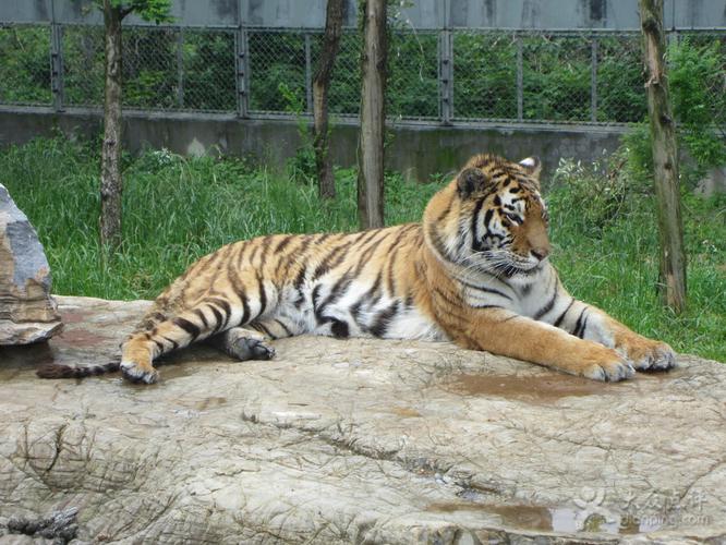 上海野生动物园东北虎图片 - 第4张