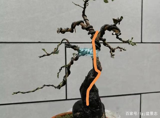 见枝攀枝是方向性的要求,枝无寸直,一寸三弯是具体执行标准.