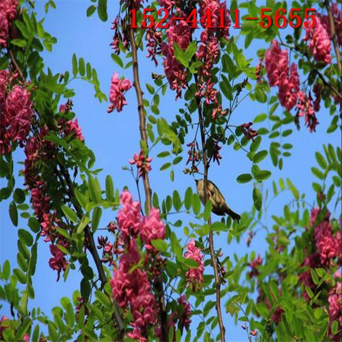 批发1-2公分香花槐 4公分5公分6公分香花槐价格-8公分香花槐树价格