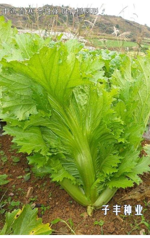 放心好店宽帮青菜种子耐寒高产秋季芥菜种籽