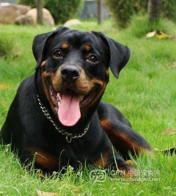 我也发个技术贴,谈谈如何让罗威纳的耳朵更加有型!