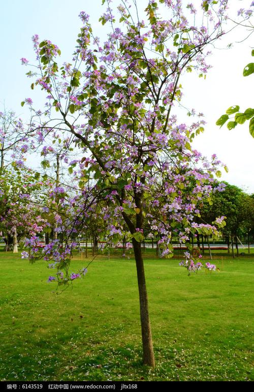 紫荆花树
