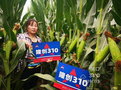 北京联创种业最新双国审红轴玉米明星品种-隆创310!耀世登场!
