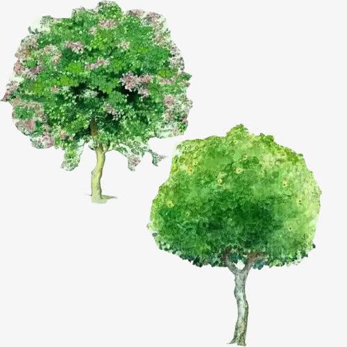 关键词 : 绿色植物,树木,景观树,水彩手绘